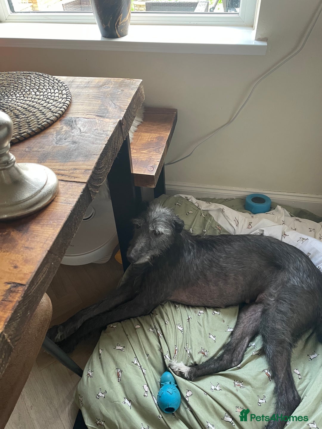 Lurcher dogs for sale: lurcher pups - Advert 13