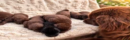 Newfoundland dogs for sale: Beautiful kc health tested Newfoundland puppies  - Advert 2