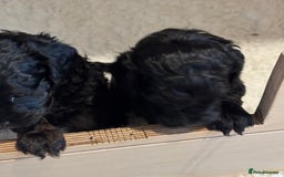 Cavapoo dogs for sale: LAST Black (tan paws/muzzle) F1 Cavapoo Dog Puppy - Image 8