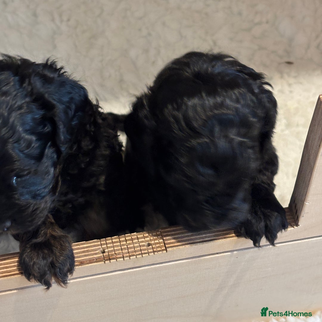 Cavapoo dogs for sale: LAST Black (tan paws/muzzle) F1 Cavapoo Dog Puppy - Image 8