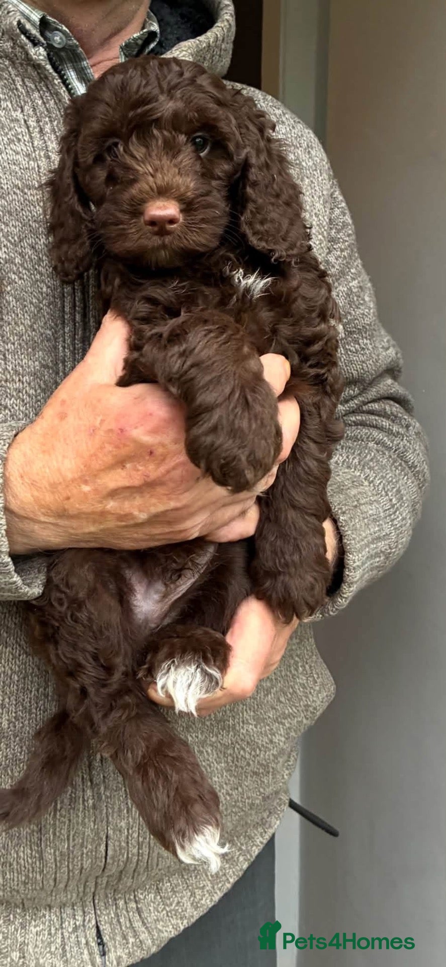 Cockapoo dogs Miniature cockapoo puppies for sale  - Advert 7
