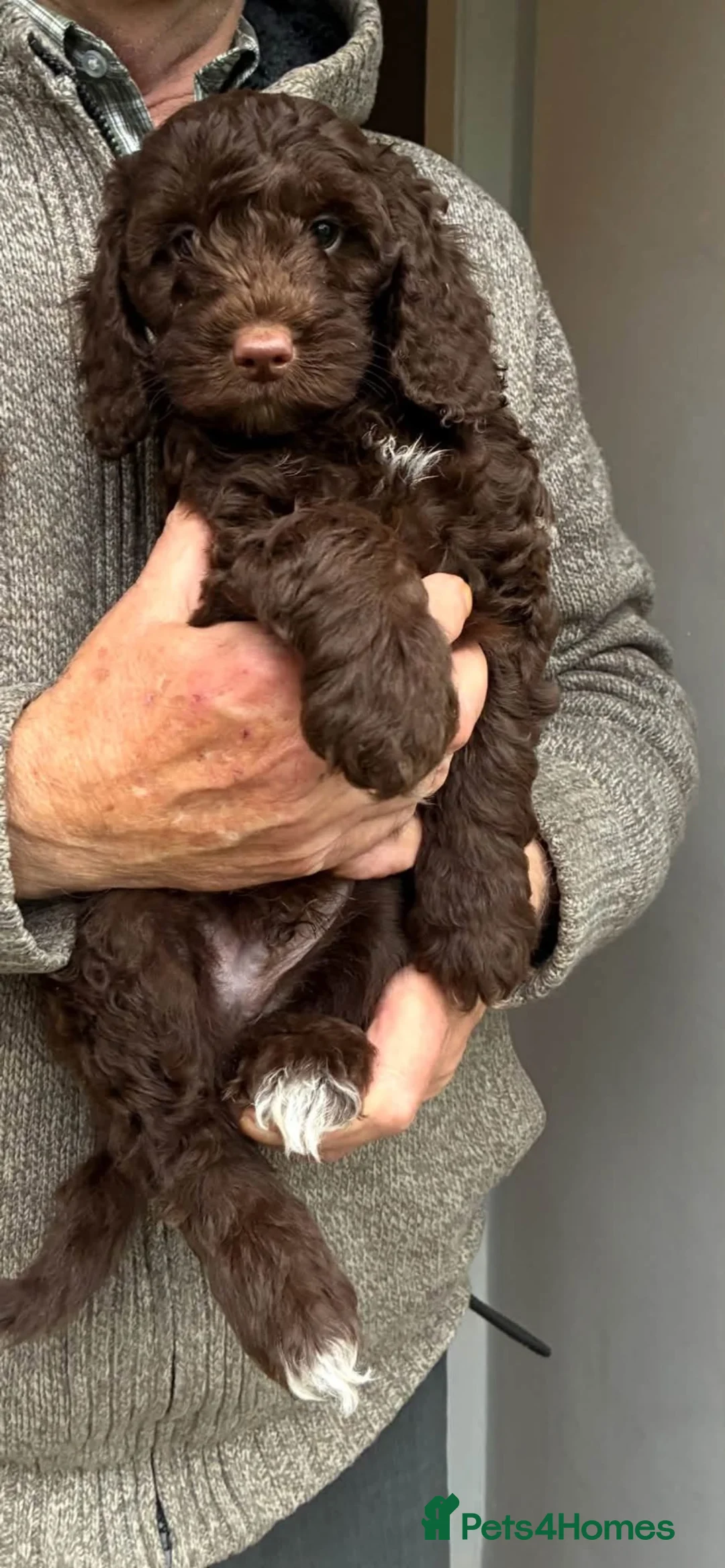 Cockapoo dogs for sale: Miniature cockapoo puppies for sale  in Rochdale - Advert 1