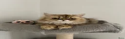Persian cats for sale: Persian chinchilla pure x4 kittens for sale  - Advert 5