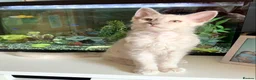LaPerm cats for sale: Cuddly, curly-coated LaPerm kittens. - Advert 31