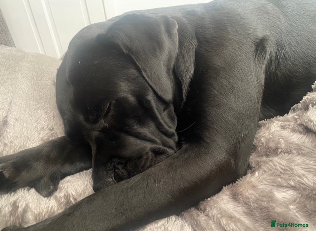 Cane Corso dogs for sale: Cane corso seeking a loving home  - Image 5