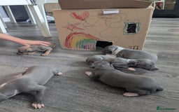 Italian Greyhound dogs for sale: Beautiful KC registered ITALIAN GREYHOUNDS  - Image 10