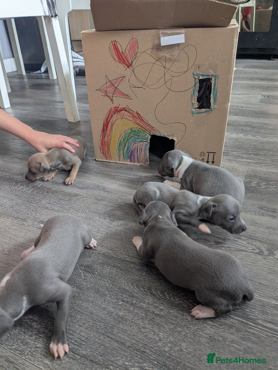 Italian Greyhound dogs for sale: Beautiful KC registered ITALIAN GREYHOUNDS  - Image 10