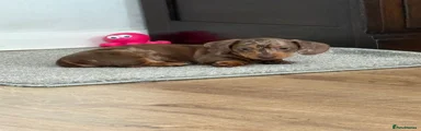 Dachshund Puppy 1