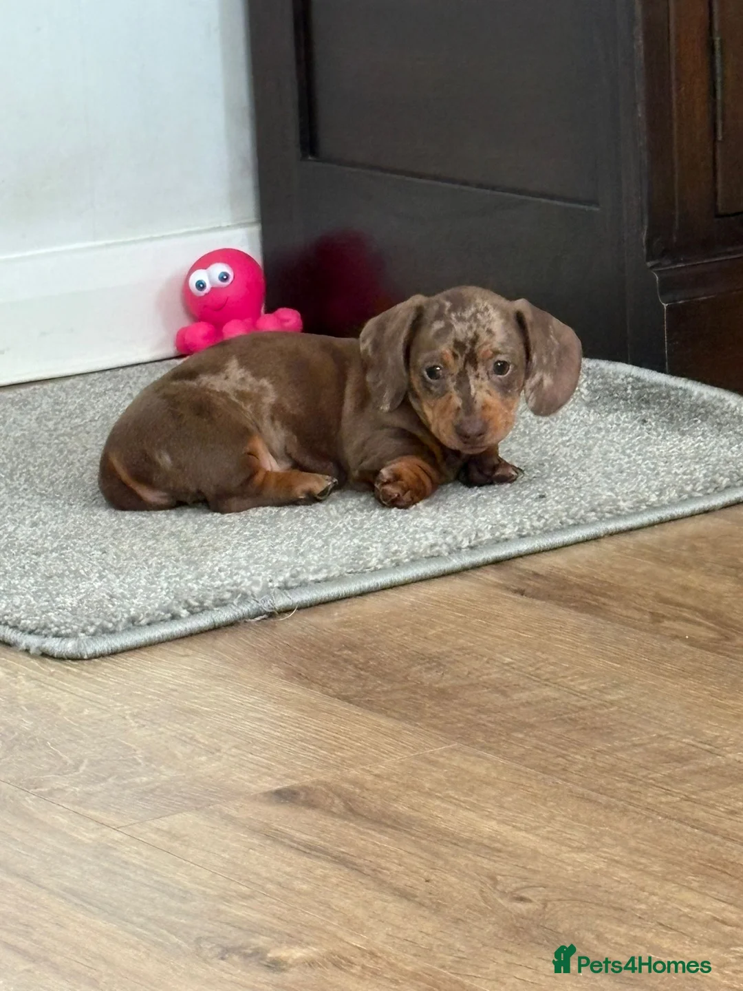 Dachshund dogs for sale: 🐾 Super Cute Sausage Dog Puppies! 🐾 in London - Advert 6