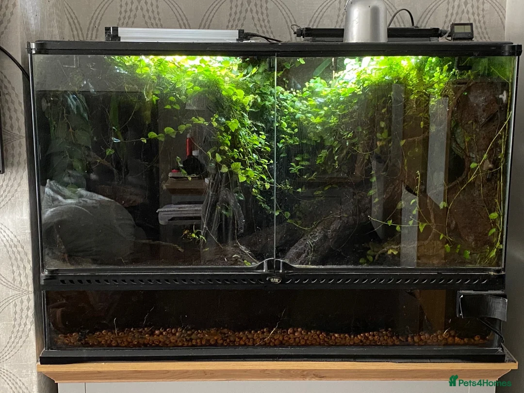 Frog reptiles for sale: 3 x Yellow Bumblebee Dart Frogs & Terrarium - Advert 2