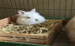 Lionhead rabbits for sale: Angora X lionhead male- NOW RESERVED - Image 2