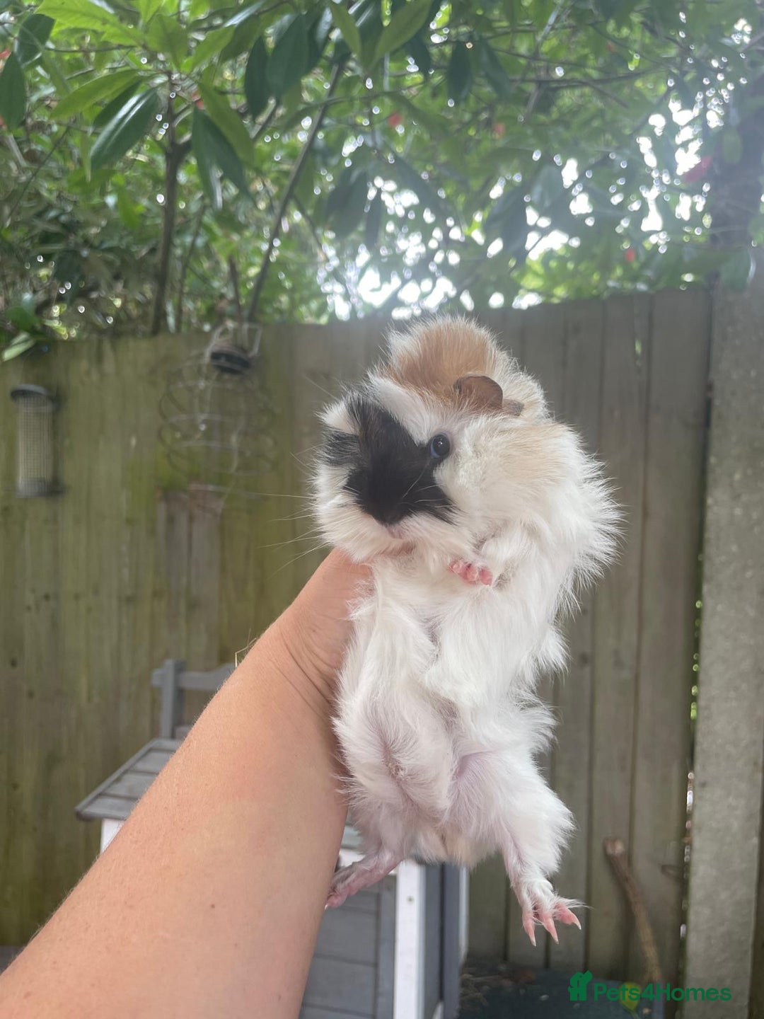 Guinea Pig rodents for sale: Peruvian cross Silkie baby gunieapigs  - Image 8