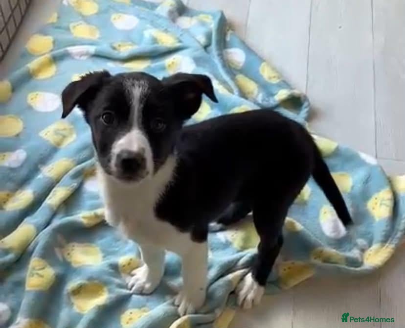 Border Collie dogs for sale: border collie puppies - Advert 5