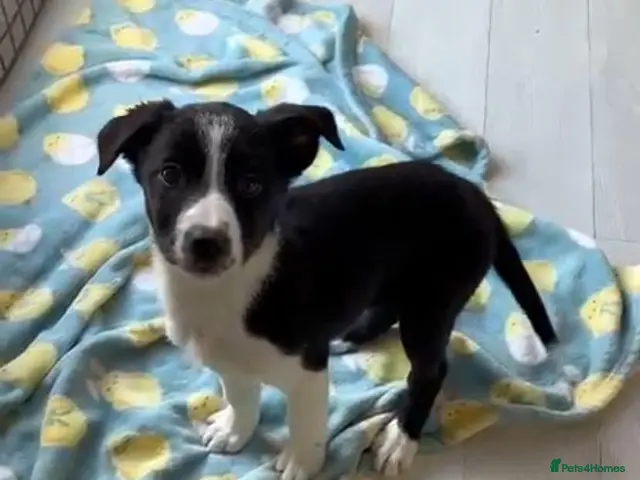 Border Collie dogs for sale: border collie puppies - Advert 1