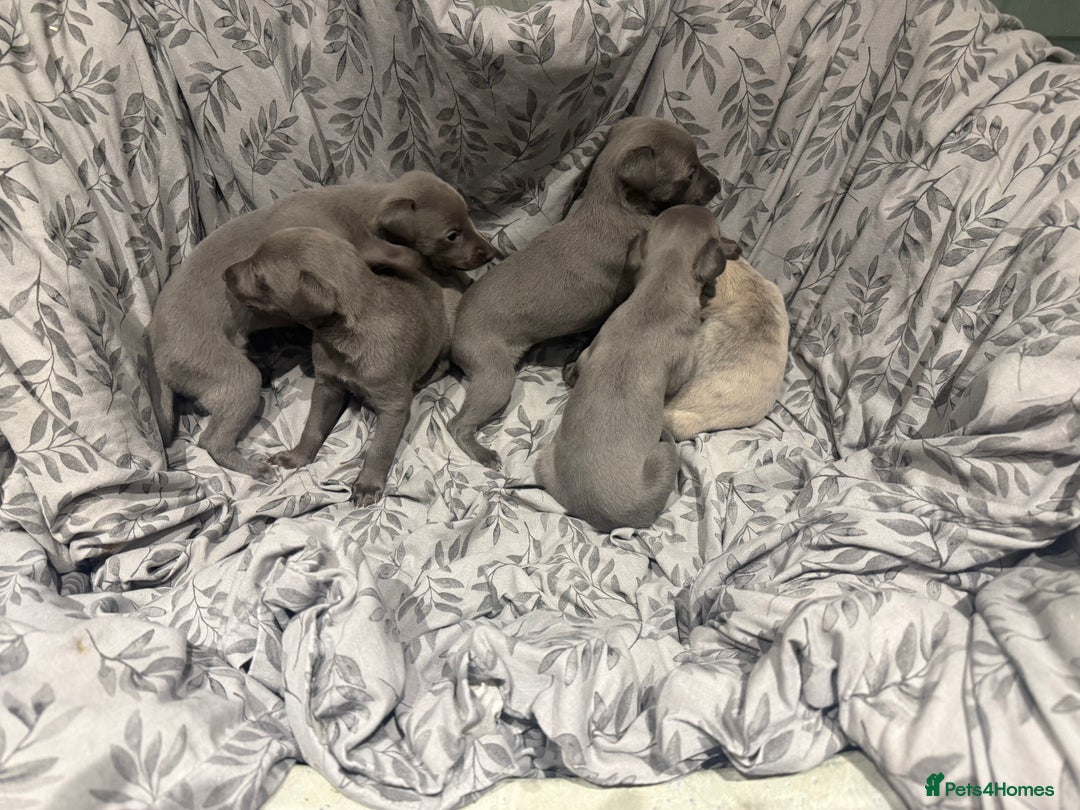 Whippet dogs for sale: Kc whippet puppies 0ne lovely blue boy available  - Image 8