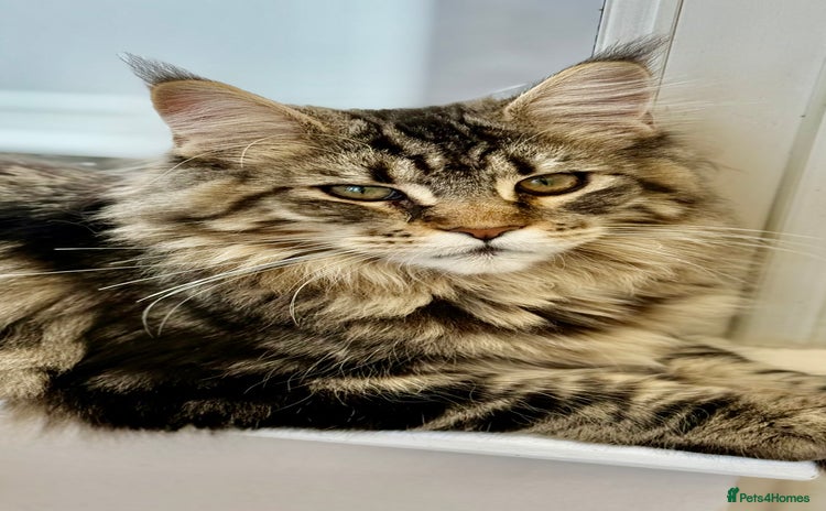 Maine Coon cats Outstanding pedigree kittens ready to leave - Advert 12