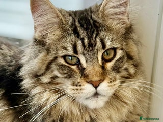 Maine Coon cats Outstanding pedigree kittens ready to leave - Advert 4