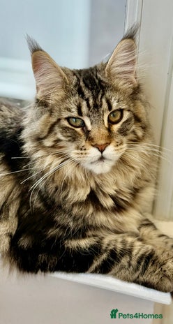 Maine Coon cats Outstanding pedigree kittens ready to leave - Advert 12