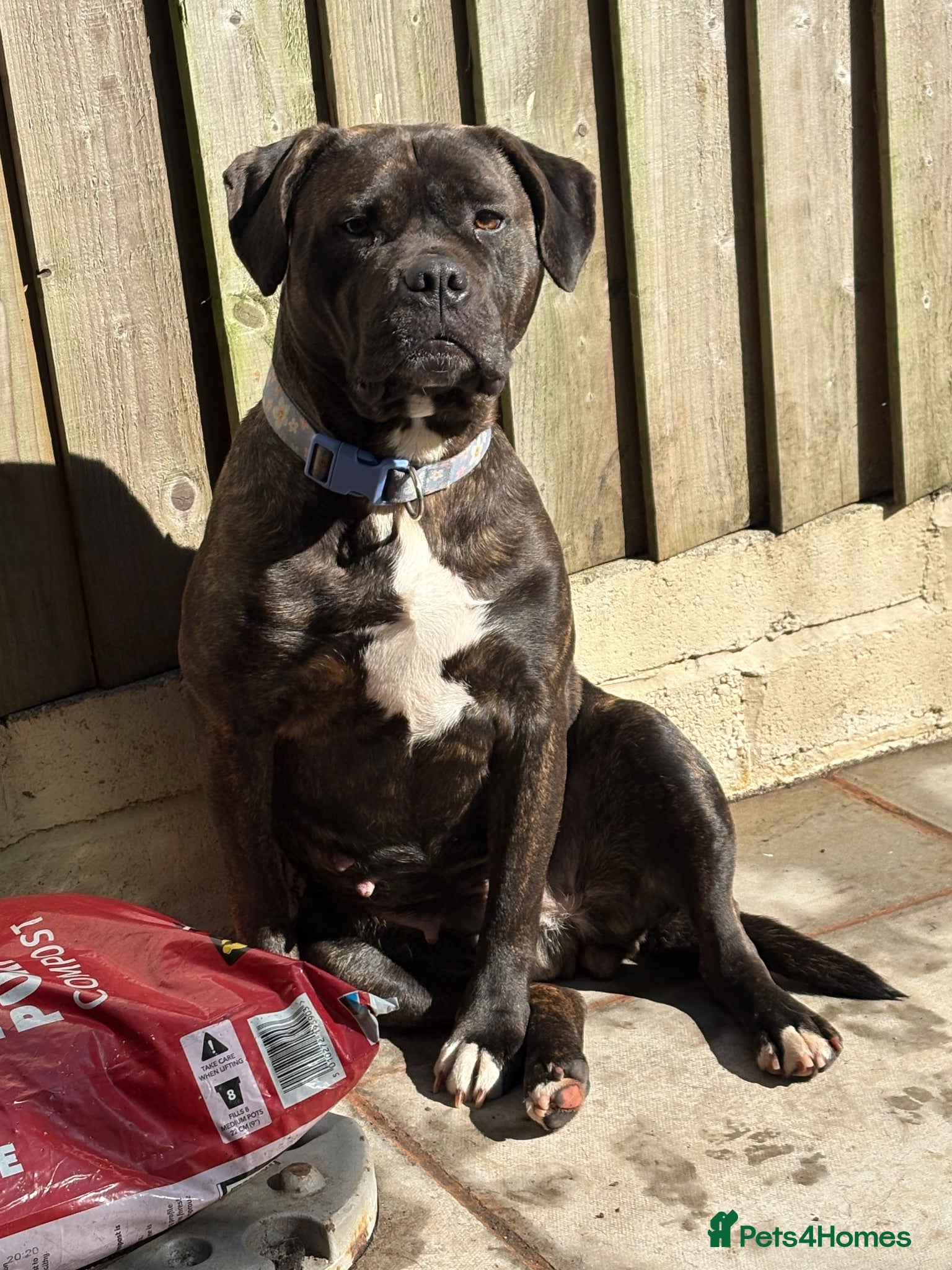 Mixed Breed dogs Staffordshire bull terrier cross American bulldog - Advert 1