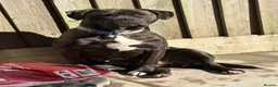 Mixed Breed dogs for sale: Staffordshire bull terrier cross American bulldog - Advert 1