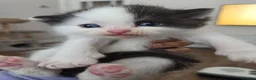 Mixed Breed cats for sale: Cute fluffy Persian kittens 😸 💖  - Advert 21