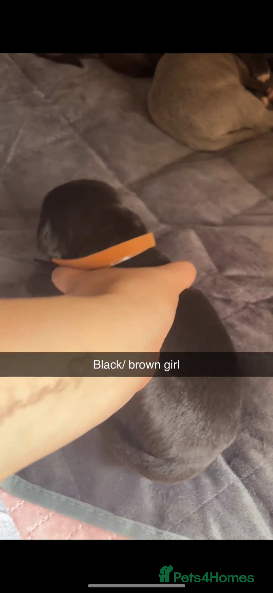 Cane Corso dogs for sale: Cane Corso first litter of puppies !! - Image 21