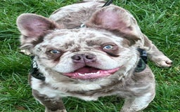 French Bulldog dogs for sale: Stunning fluffy Frenchie boys - Image 5