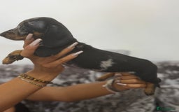 Miniature Dachshund dogs for sale: 7 stunning miniature dachshund puppies - Image 24