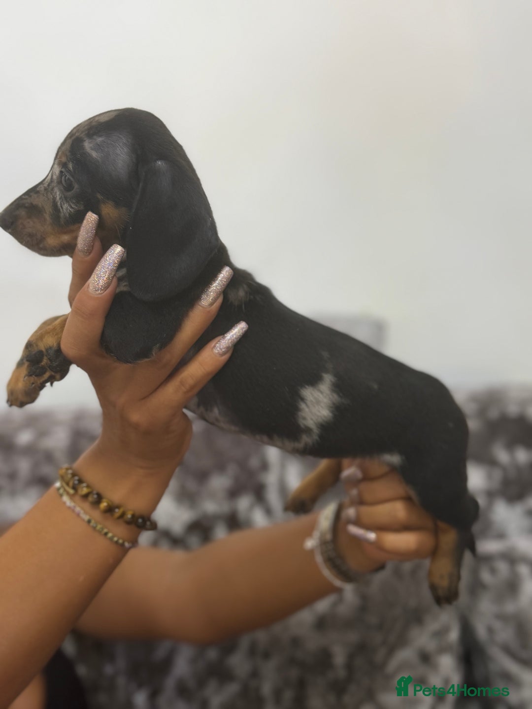 Miniature Dachshund dogs for sale: 7 stunning miniature dachshund puppies - Image 24