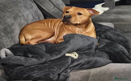 Mixed Breed dogs for sale: Bear the big cuddly goof - Advert 2