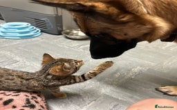 Mixed Breed cats for sale: Bengal x Bombay - kitten  - Image 9