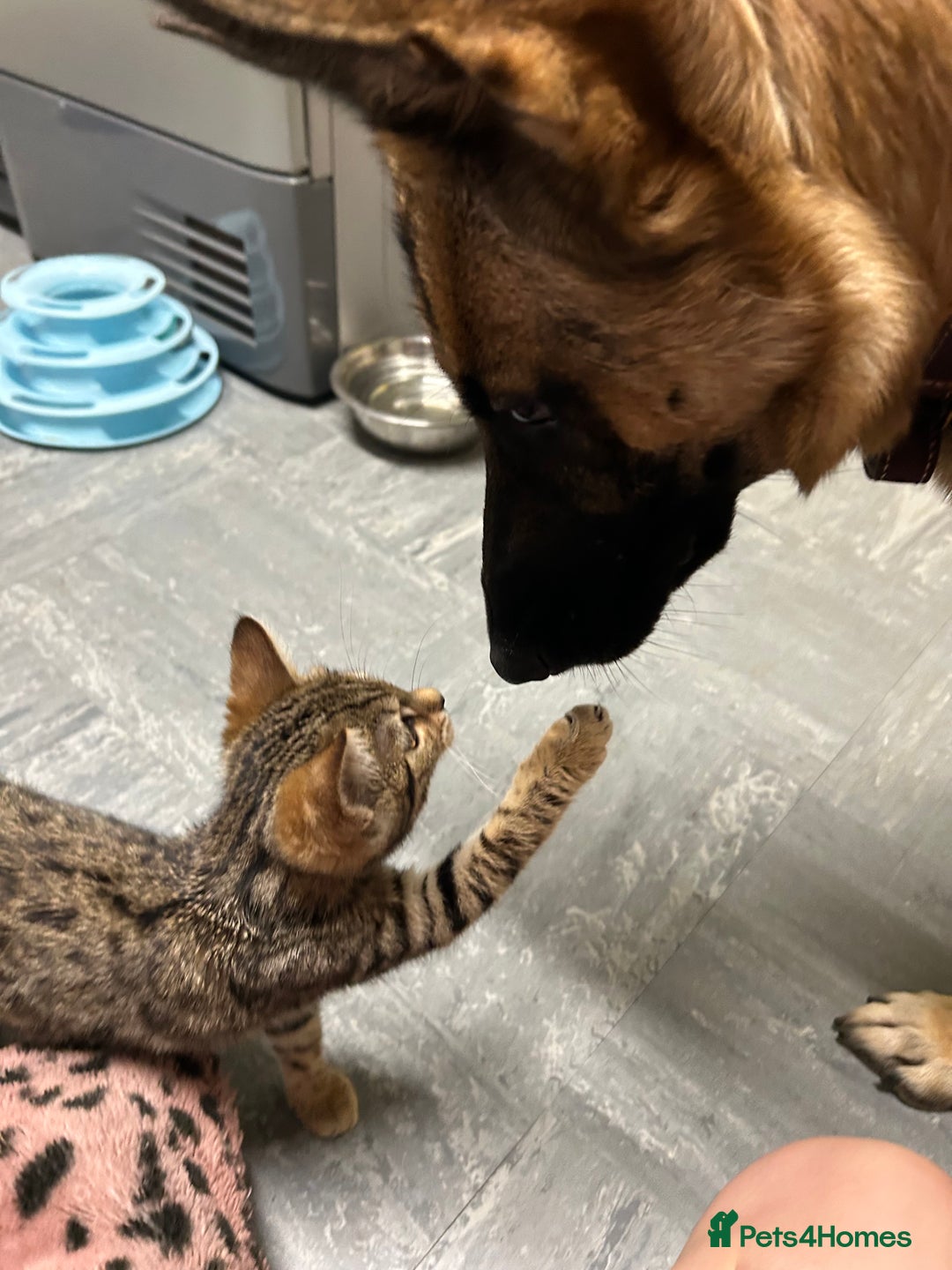 Mixed Breed cats for sale: Bengal x Bombay - kitten  - Image 9