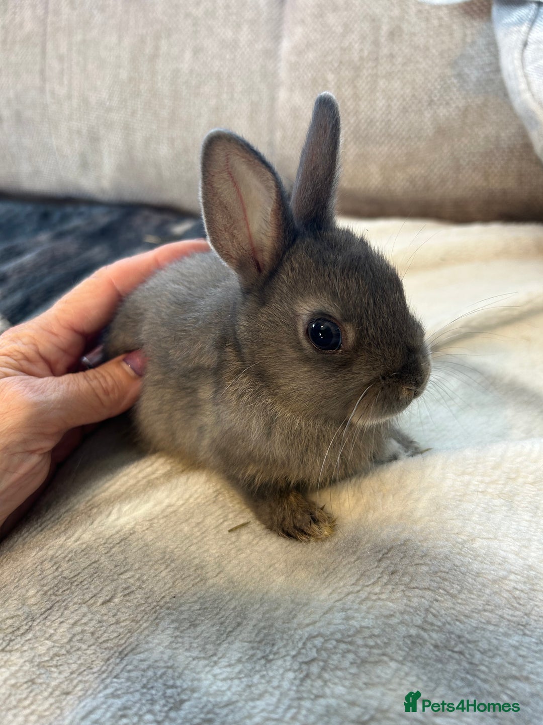 Netherland Dwarf rabbits for sale: Beautiful Netherland dwarf baby bunnies  - Image 8