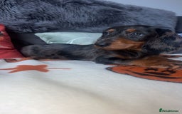 Doxiepoo dogs for sale: House trained READY NOW FOR THERE FOREVER HOMES ❤️ - Image 21