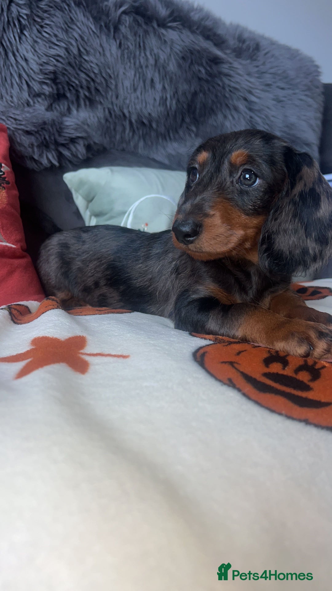 Doxiepoo dogs for sale: House trained READY NOW FOR THERE FOREVER HOMES ❤️ - Image 21