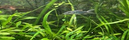 Corys fish for sale: Various species of Corydoras. Adult breeding pairs - Advert 7