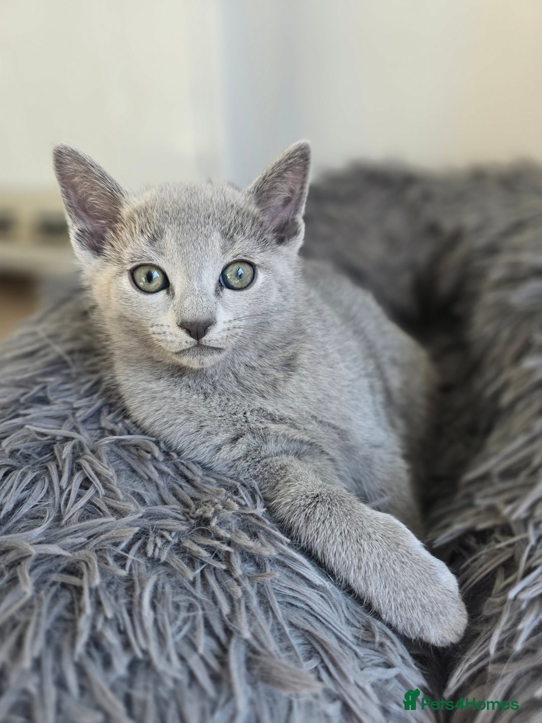 Russian Blue cats for sale: Pedigree Blue Russian kittens Gccf  - Image 4