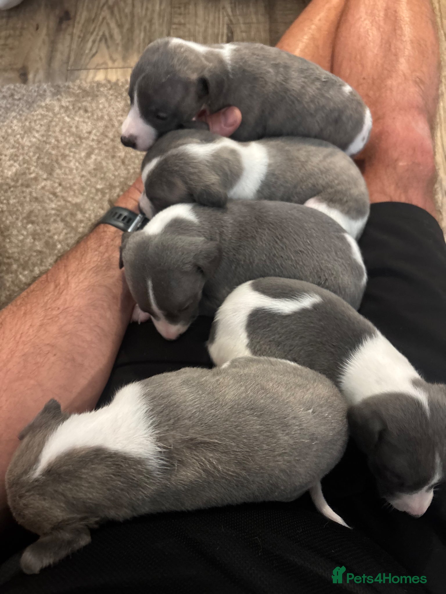 Whippet dogs for sale: Stunning kc reg whippets. Very well bred  - Advert 2
