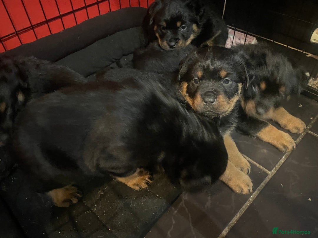 Rottweiler dogs for sale: Rottweiler x Rottweiler Akita  - Advert 13