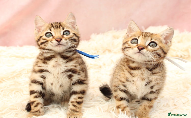 Bengal cats - Advert 3