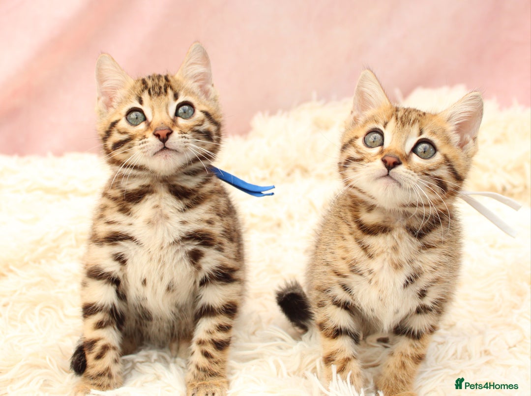 Bengal cats for sale: 🔥Stunning Bengal Kittens Available🔥 - Image 1
