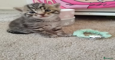 RagaMuffin cats - Advert 13