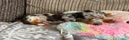 Miniature Dachshund dogs for sale: 😾  •• Miniature Dachshund Puppies  •• 🐺   - Advert 6