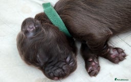 Field Spaniel dogs for sale: Rare and vulnerable Field Spaniel puppies LAST FEW - Image 5