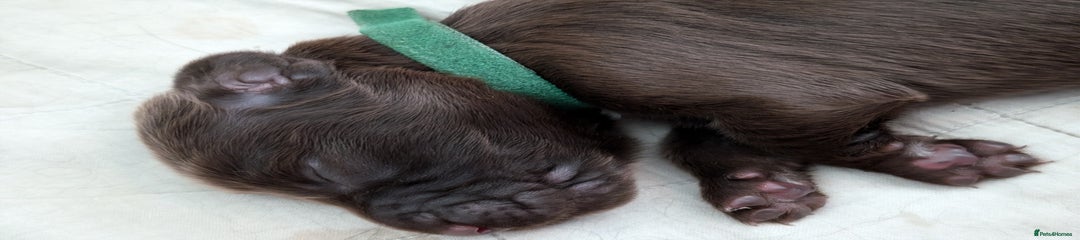 Field Spaniel Puppy 2