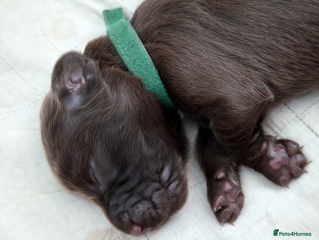 Field Spaniel dogs for sale: Rare and vulnerable Field Spaniel puppies LAST FEW - Image 5