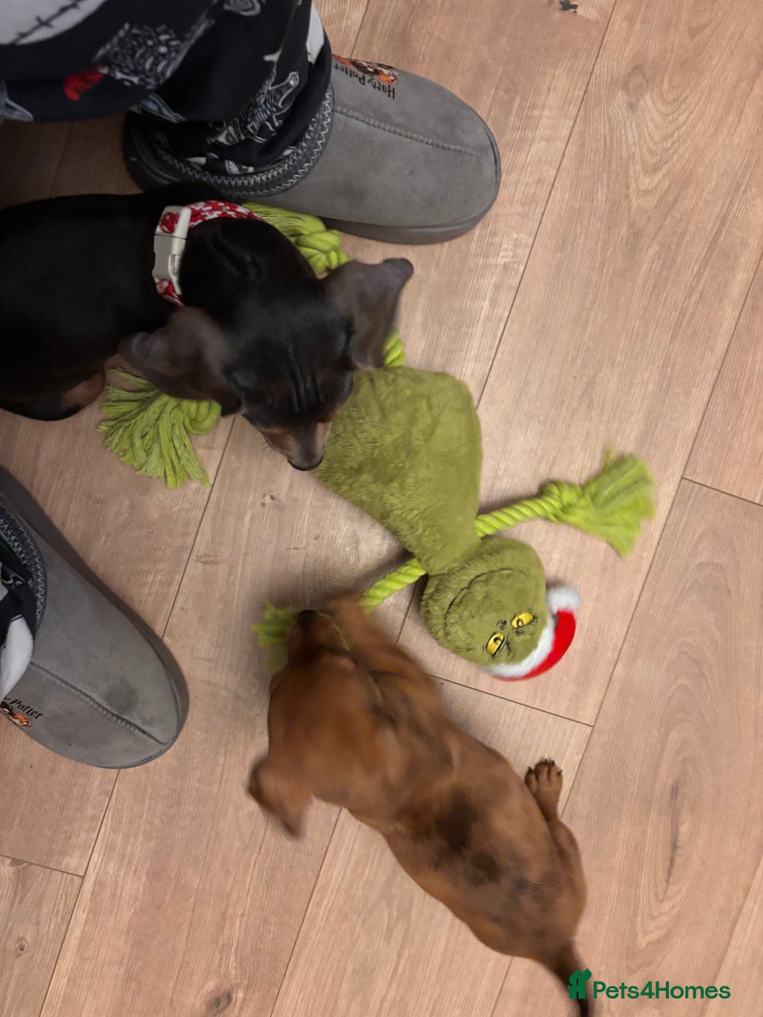 Mixed Breed dogs for sale: Jack russell x dachshund  - Advert 7