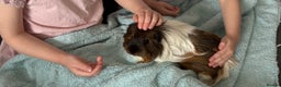 Guinea Pig rodents for sale: 2 Male Guinea Pigs  - Advert 6