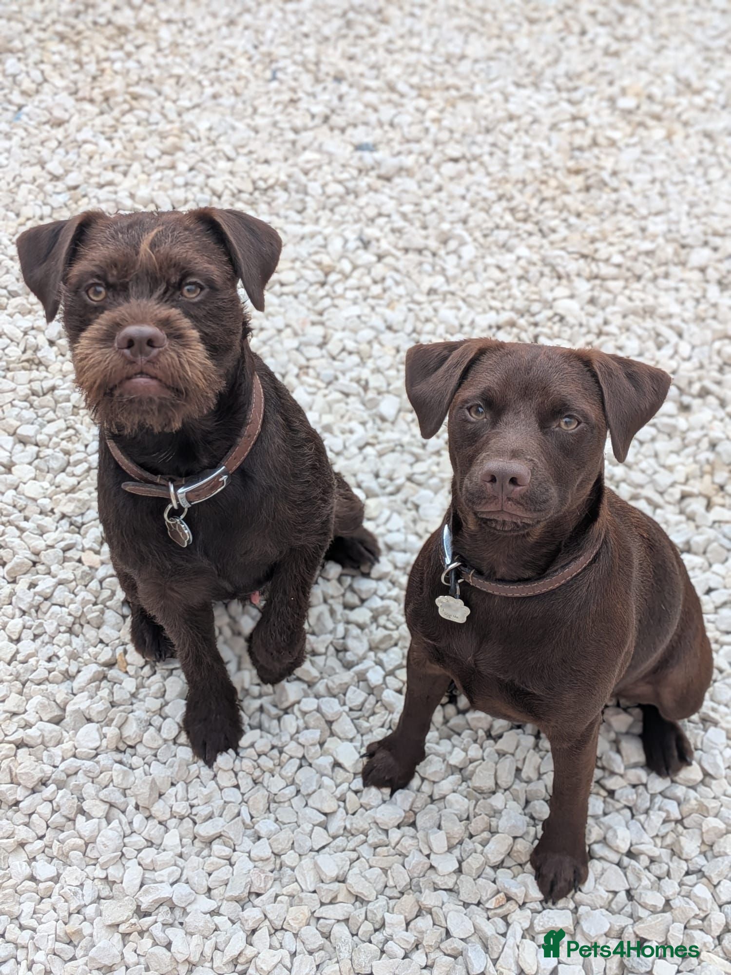 Patterdale Terrier dogs Patterdales for Rehoming  - Advert 1