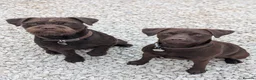 Patterdale Terrier dogs for sale: Patterdales for Rehoming  - Advert 1